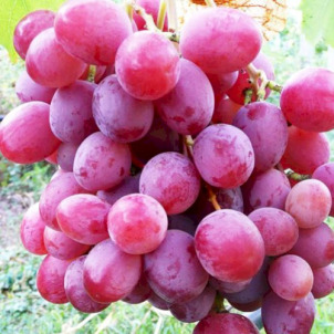 Як укрити та підготувати виноград до зими