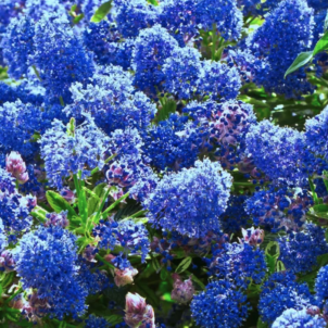 Калифорнийская сирень: синий океан мечты