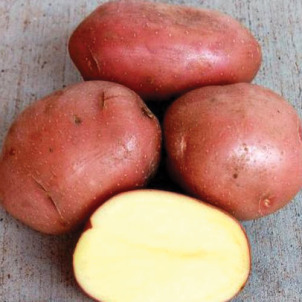 Картопля Беллароза опис сорту і характеристик