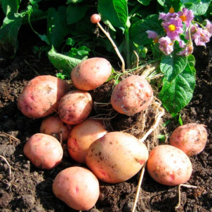 Картопля сорту Жуковський, опис і характеристики