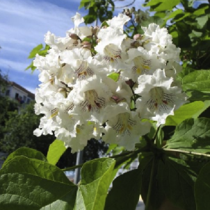 Катальпа -24%