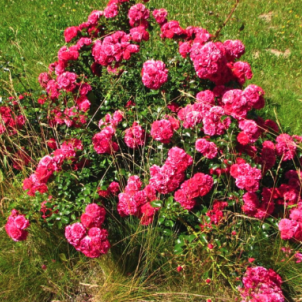 Килим з квітів: почвопокривні троянди, що цвітуть все літо