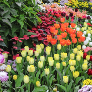 Класифікація та рідкісні види тюльпанів