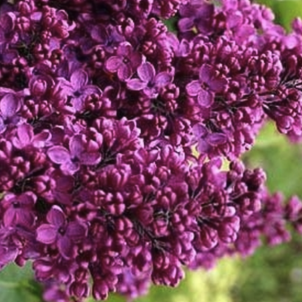 Класика неповторного фіолетового бузку