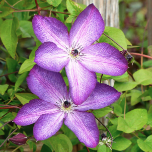 Клематис: посадка та догляд за королем ліан