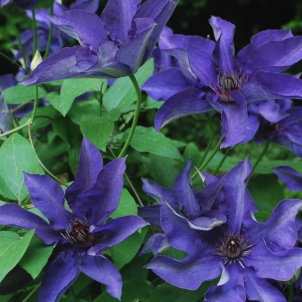 Клематис Президент: величний фаворит вашого саду