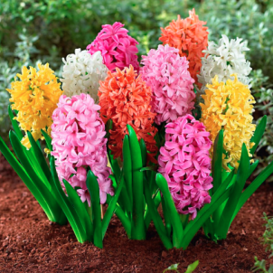 Коли і навіщо викопувати гіацинти