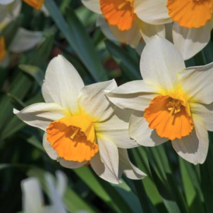 Когда пересаживать нарциссы для пышного цветения и размножения