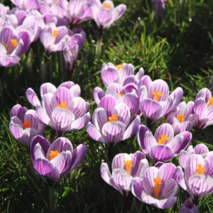 Коли садити крокуси: докладний гід з термінів та правил посадки