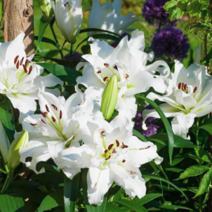 Коли садити і пересаджувати лілії: золоті правила, терміни та секрети догляду