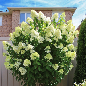 Коли цвіте бузок: шпаргалка за термінами, факторами впливу та способами продовжити весну в саду