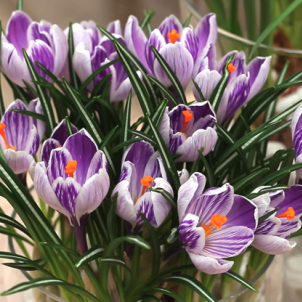 Коли цвітуть крокуси: повний календар, види та секрети довгого цвітіння