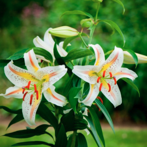 Когда выкапывать лилии: полный гид по срокам, правилам и хранению