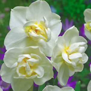 Когда выкапывать нарциссы: искусство своевременного ухода