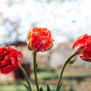 Когда выкапывать тюльпаны: руководство по срокам, технике и хранению луковиц