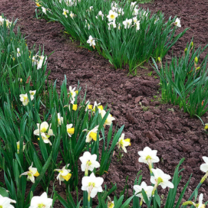 Коли і як садити нарциси: секрети ідеального старту