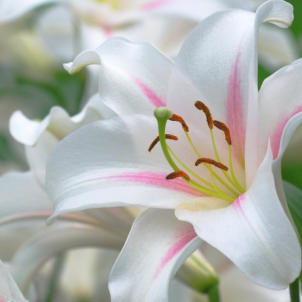 Королевская лилия: величие, аромат и секреты выращивания