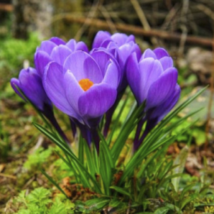 Крокус до -40%