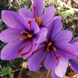 Крокуси та шафран: у чому різниця між садовою квіткою та легендарною пряністю