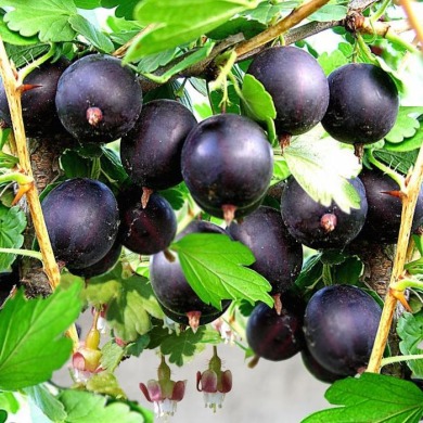 Крыжовник "Командор" бесшипный (закрытый корень)