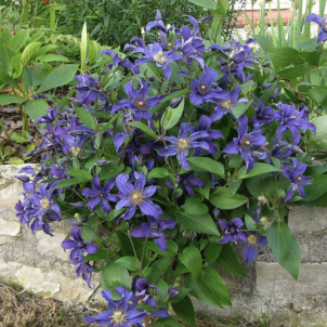 Кущові клематиси — "сірі кардинали" садового дизайну