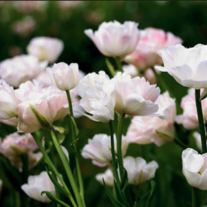 Кущові тюльпани. Секрети багатоквіткових та групових сортів