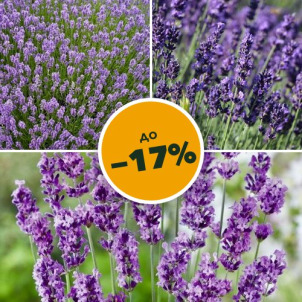 Лаванда со скидкой до −17%