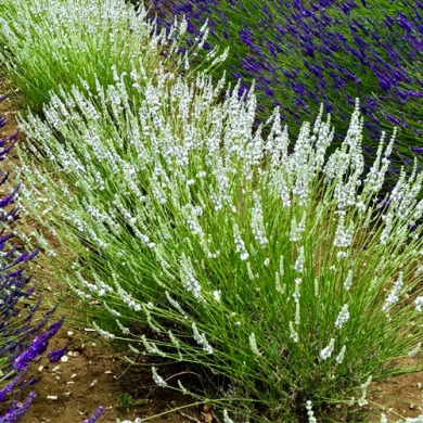 Лаванда узколистная "Эдельвейс" (закрытый корень) Лаванда узколистная "Эдельвейс" (закрытый корень)