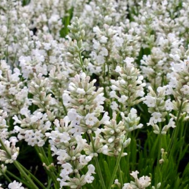 Лаванда узколистная "Эдельвейс" (закрытый корень) Лаванда узколистная "Эдельвейс" (закрытый корень)