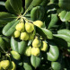 Лавр австралийский Pittosporum tobira (контейнер Р9)