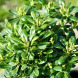 Лавр австралийский Pittosporum tobira (контейнер Р9)