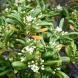 Лавр австралийский Pittosporum tobira (контейнер Р9)