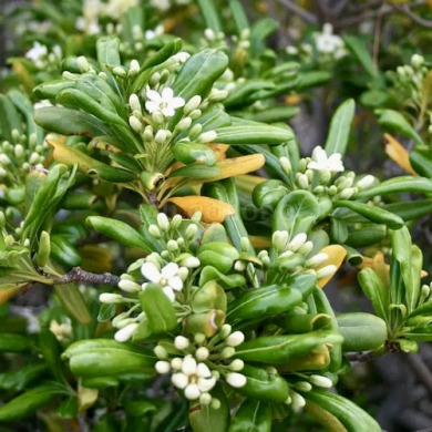 Лавр австралийский Pittosporum tobira (контейнер Р9)