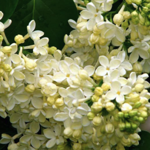 Лимонное чудо сирени Примроуз