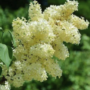 Лимонне диво бузку Прімроуз