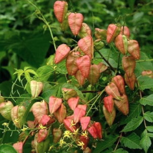 Листяні дерева до -30%