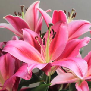 Лілії: посібник з вирощування, догляду та захисту