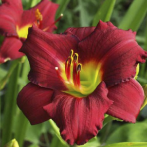 Лілейник до -25%