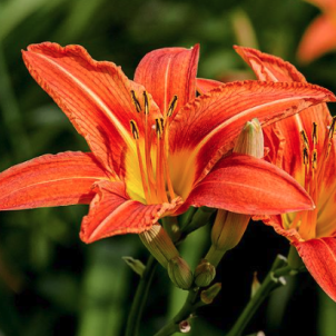 Лілійник: квітка інтелігентного літа та огляд його найвишуканіших сортів