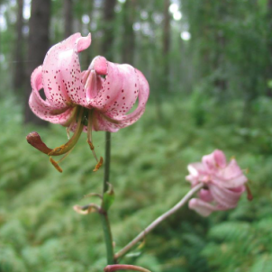 Лесная лилия: магия саранки в вашем саду