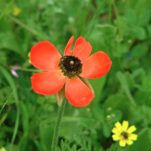 Лютик азіатський у вашому саду — від посадки до цвітіння