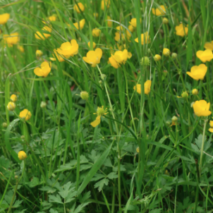 Лютик повзучий: підступний загарбник саду — опис, властивості та методи боротьби