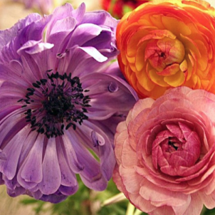 Лютик садовий: як створити багаторічний розкішний квітник