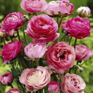 Лютики до -30%