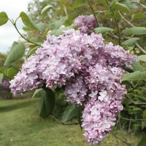 Магия цвета или чем особенна розовая сирень