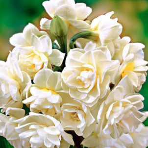 Махровые нарциссы: аристократическая роскошь весеннего сада