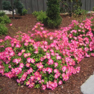 Мистецтво "на мінімалках", або як обрізають грунтопокривні троянди