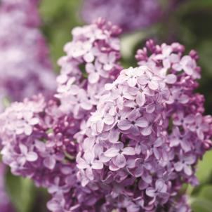 Мистецтво посадки: як перетворити саджанець бузку на розкішний кущ