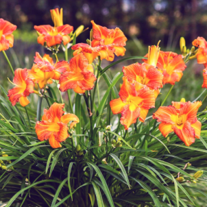 Мистецтво вирощування лілійників від посадки до зимівлі