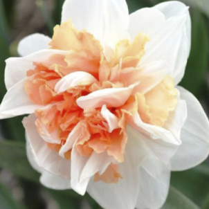 Нарцис до -40%